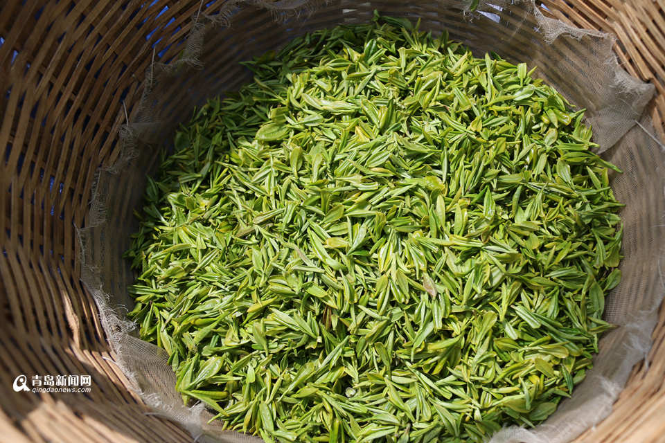 崂山大田春茶开始采摘 年产值达2.3亿