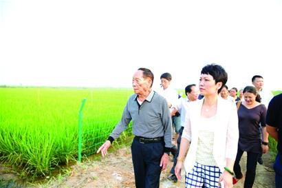 青企盐碱地里种出水稻 技术获袁隆平点赞(图)