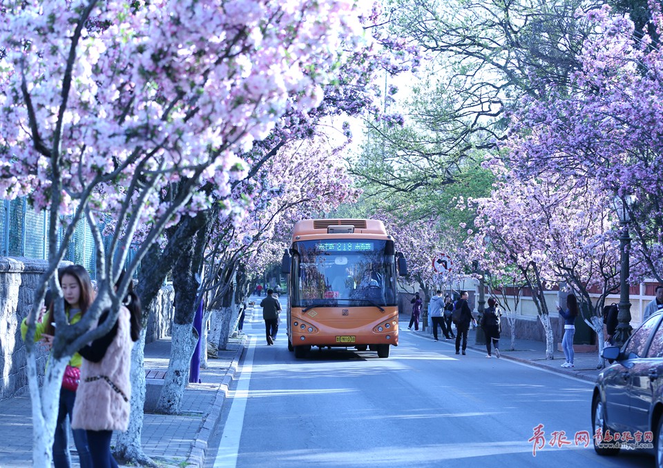 高清:穿过春天的公交 青岛最美公交站海棠怒放