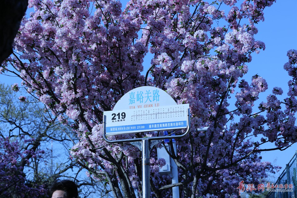 高清:穿过春天的公交 青岛最美公交站海棠怒放