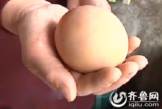 这枚鸡蛋个头几乎比鹅蛋还大一圈