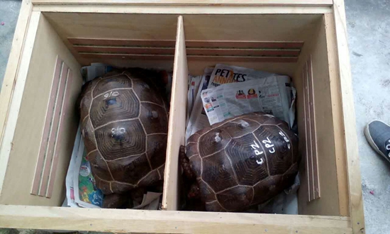 4只亚达伯拉象龟运抵青岛 