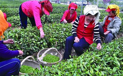 海青春茶受低温干旱影响上市时间晚半个月 青岛新闻网