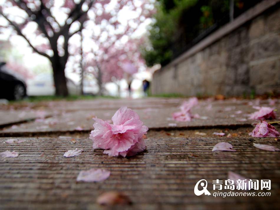 高清:实拍青岛最美双樱大道 雨中樱花更诱人