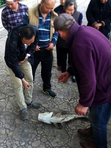 武汉湖泊放养治污“生态鱼” 遭小贩捕捞售卖