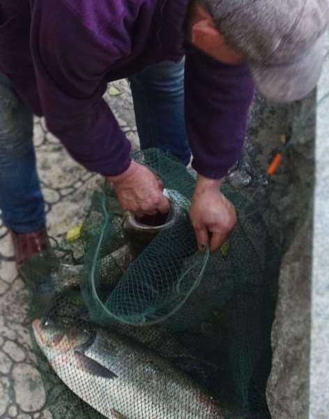 武汉湖泊放养治污“生态鱼” 遭小贩捕捞售卖