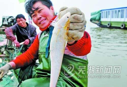 长江刀鱼开捕每斤3000元左右 明年或永久禁捕