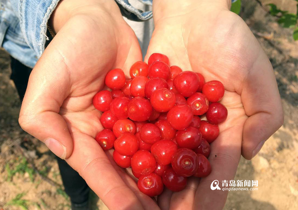 高清:北宅的樱桃熟了 每斤30元下周大量上市