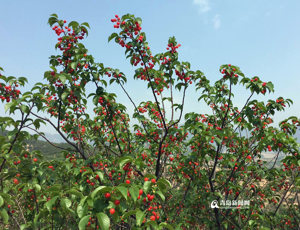 高清:北宅的樱桃熟了 每斤30元下周大量上市