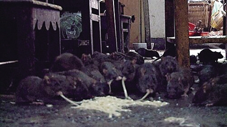 老鼠当宠物养 老人和近两百只耗子同吃同住