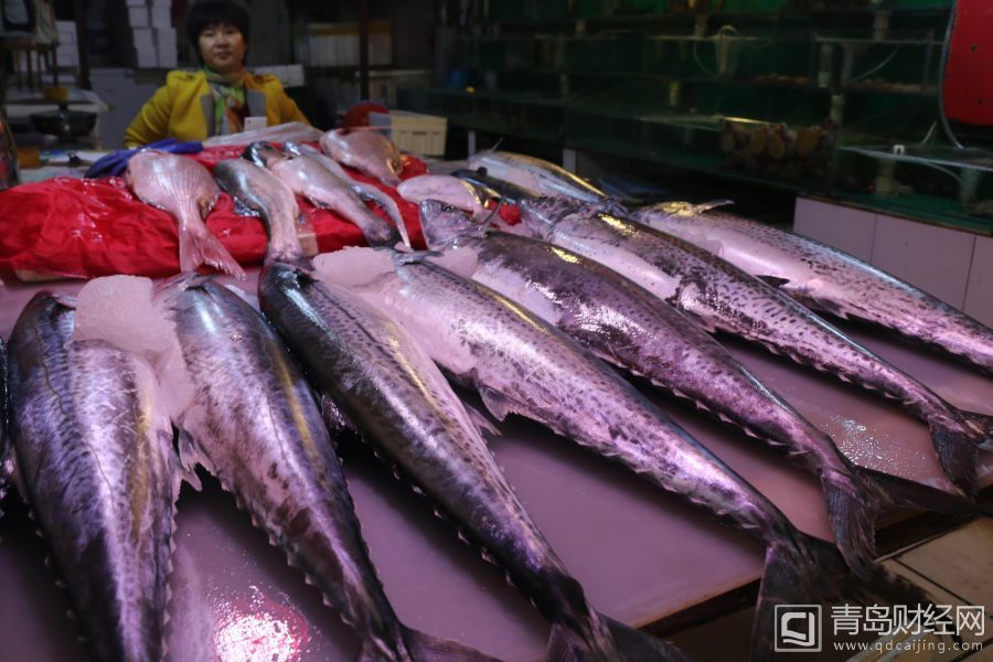 组图:青岛海鲜大量上市 鲅鱼海螺虾虎味美价廉