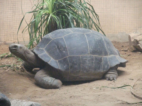 4只象龟安家青岛本月底见客 