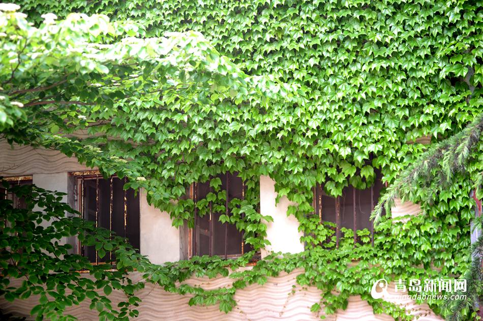 绿藤缠绕化身古堡 老城绿房子成街头一景
