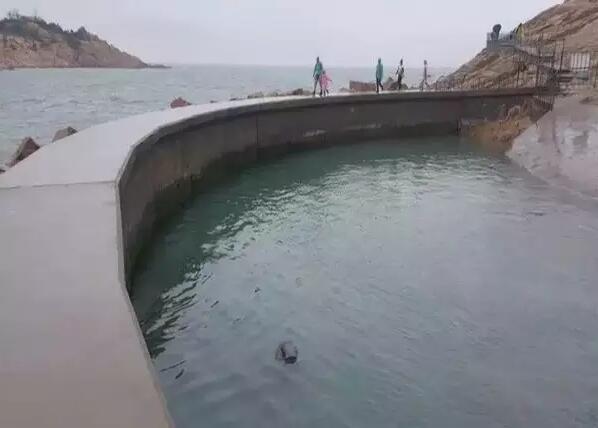 游客落水饲养员施救 被海象当玩伴困在水下溺亡