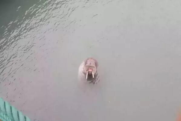 游客落水饲养员施救 被海象当玩伴困在水下溺亡