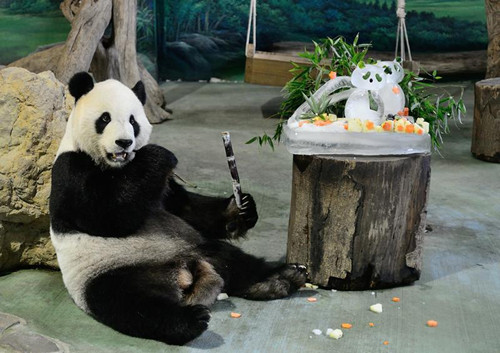 网传大熊猫团团死亡 台北动物园辟谣：团团很好