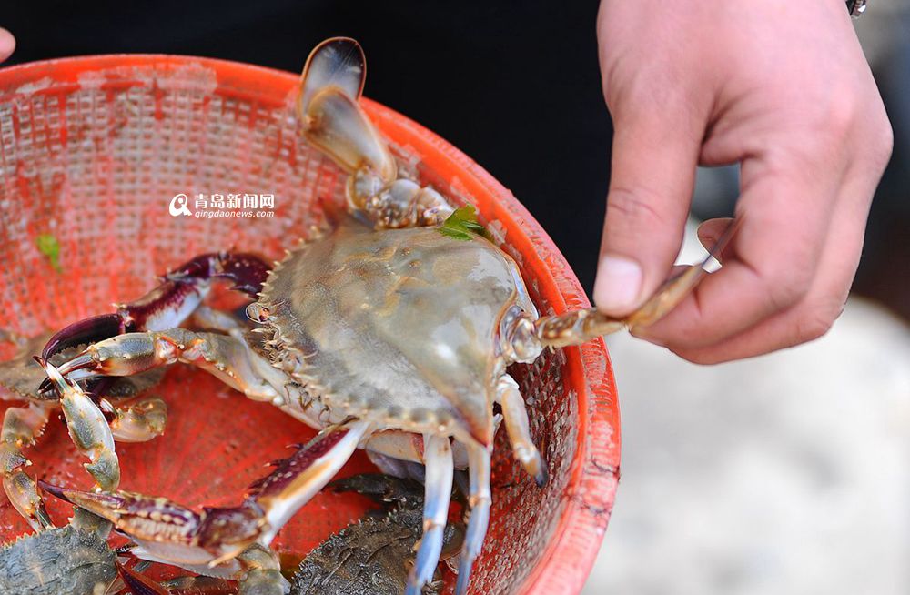 外地游客最爱的青岛海鲜 你们猜猜都是什么