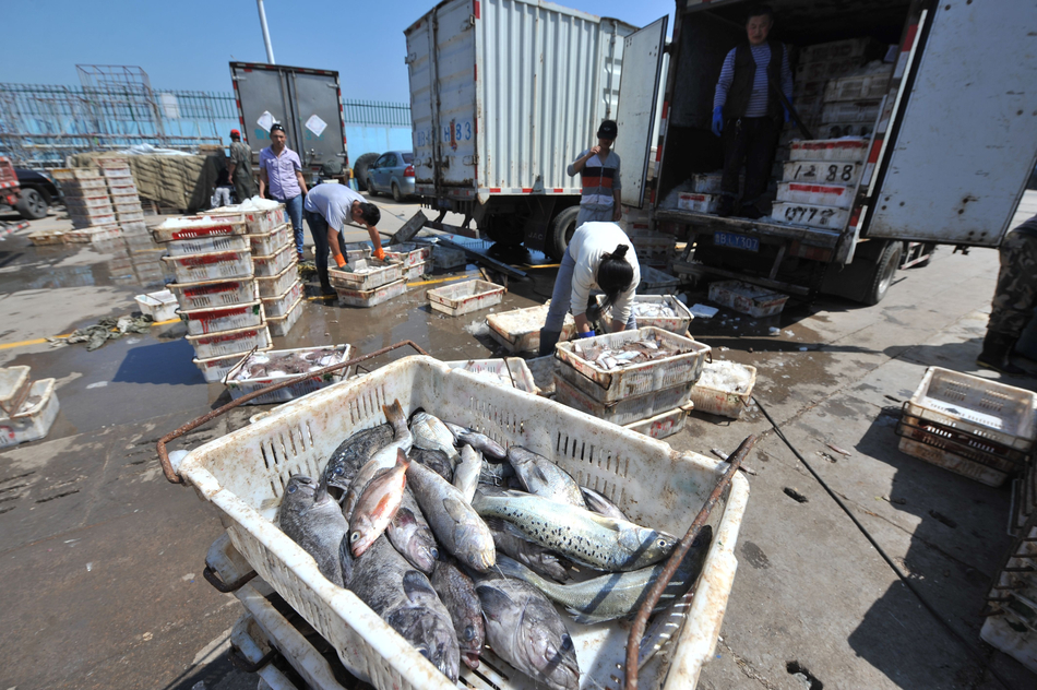 高清:青岛沙子口渔业旺收 渔民现场制作腌鲅鱼