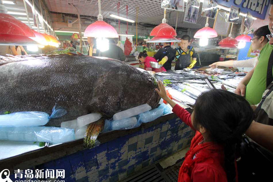 高清:青岛渔民捕305斤巨型石斑鱼 