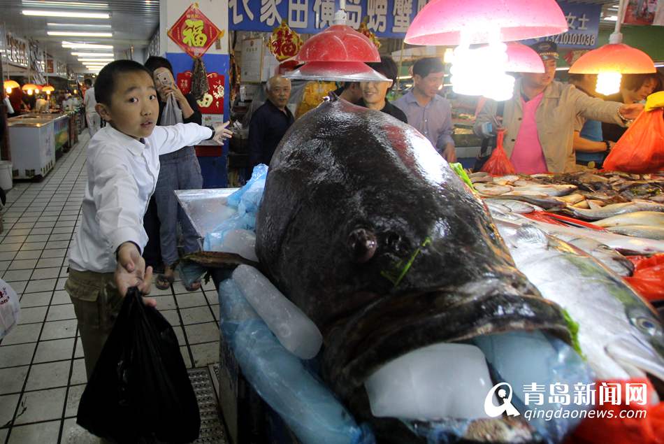 高清:青岛渔民捕305斤巨型石斑鱼 