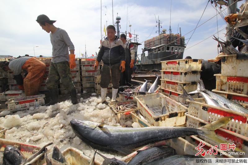 组图:青岛渔民捕获黄金鲅鱼 重60斤要两人抬