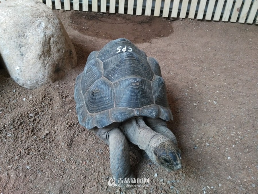 4只象龟正式亮相青岛 市民可免费参观
