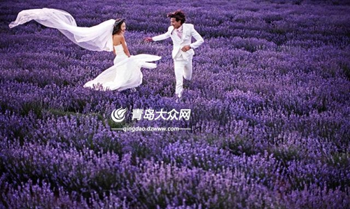 组图:醉美在紫色世界 青岛千亩薰衣草花期正旺