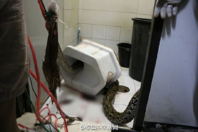 巨蟒从厕所蹲便器钻出咬伤泰国男子 致其失血