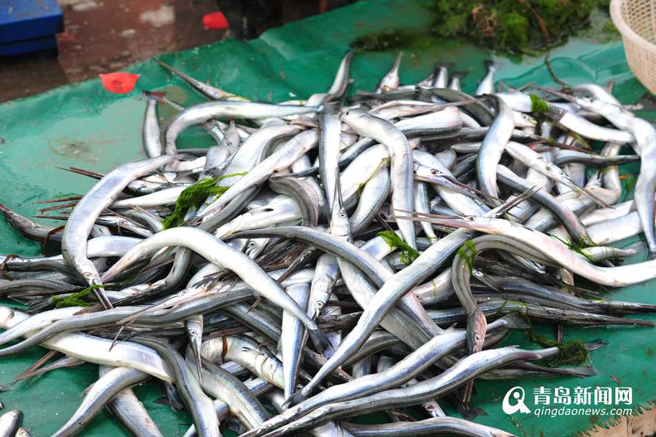 高清:青岛明起伏季休渔 市民渔码头抢购小海鲜