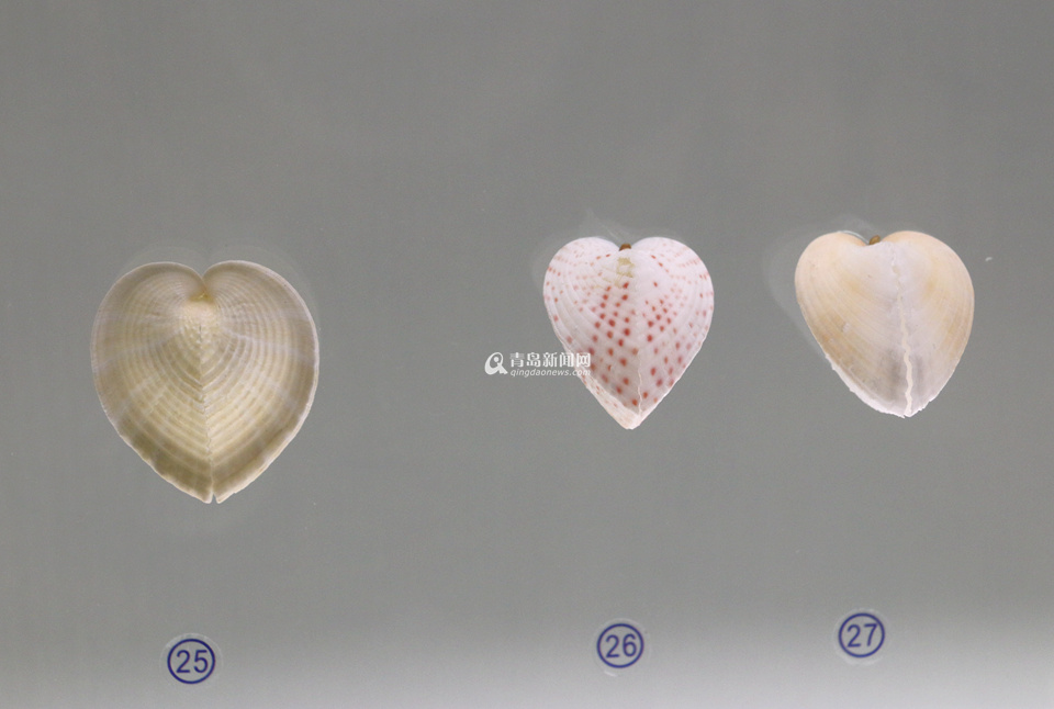 青岛有个贝壳博物馆 珍贵藏品全球罕见