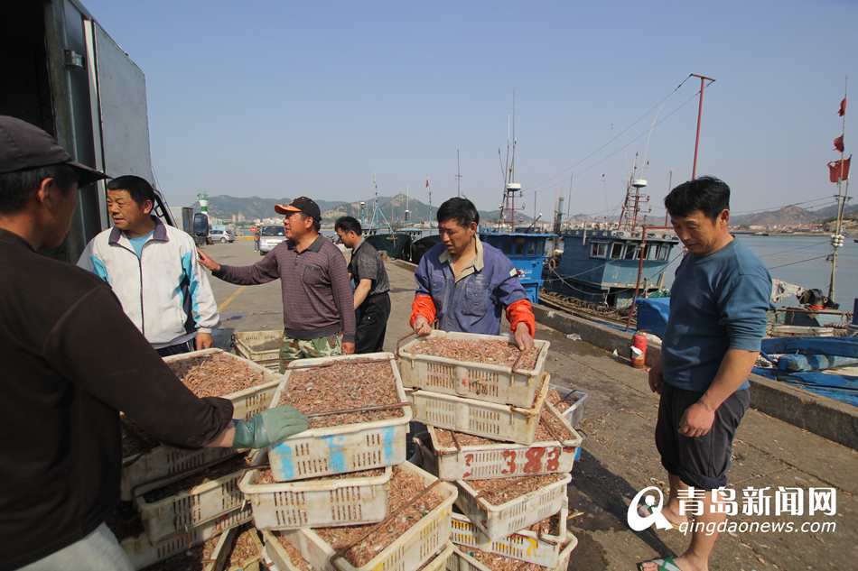 最后一船鲜靠岸 青岛5700艘渔船入港休渔