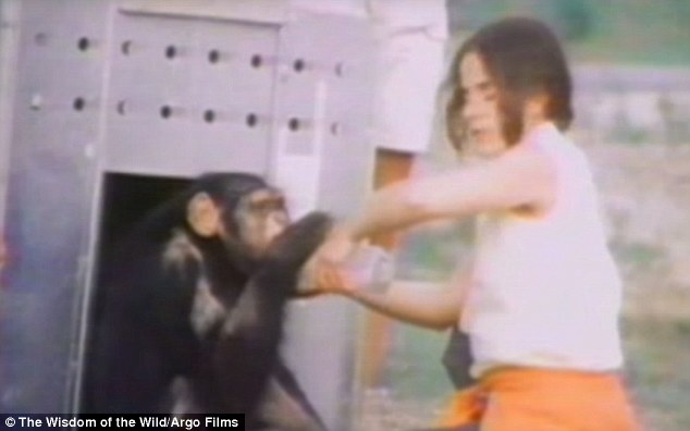 黑猩猩认出25年前救命恩人 一把抱住