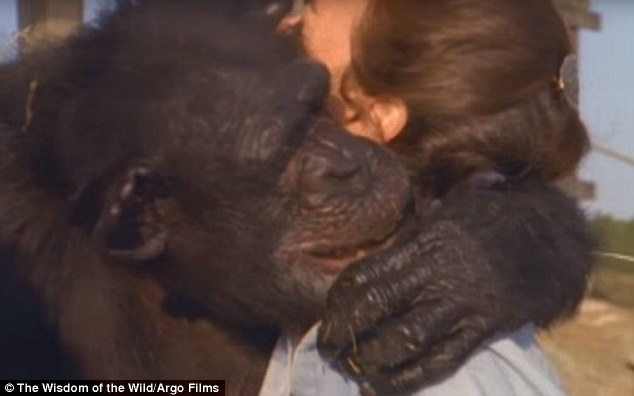 黑猩猩认出25年前救命恩人 一把抱住