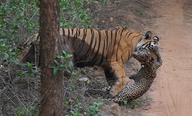 母老虎丛林中捕食豹子惊险场面曝光