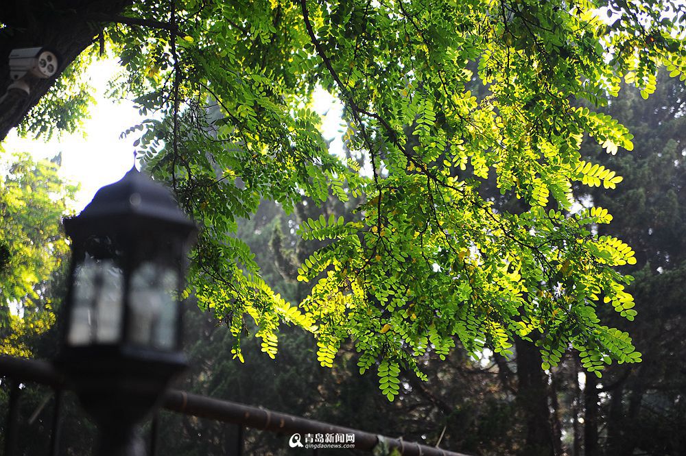 高清：初夏八大关叶色撩人 绿树成荫之美