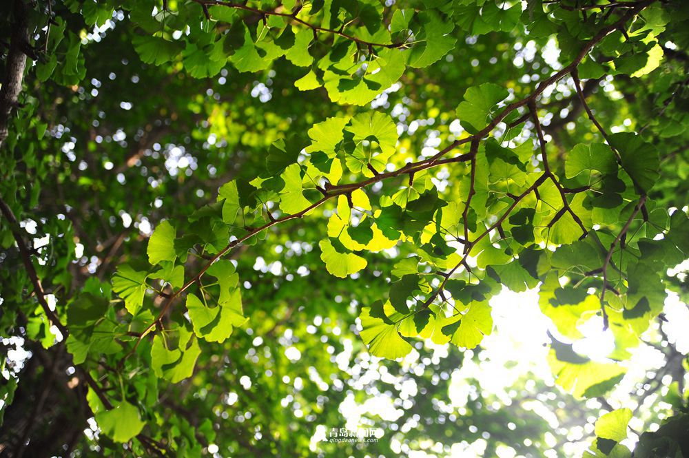 高清：初夏八大关叶色撩人 绿树成荫之美