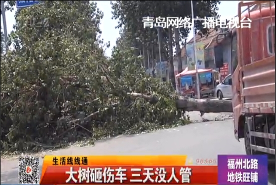 大树被风吹倒砸伤车三天没人管 责任无人承担