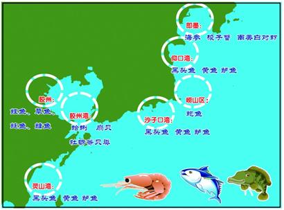 青岛近海六成海鲜变家养 地图遍布黄海湾