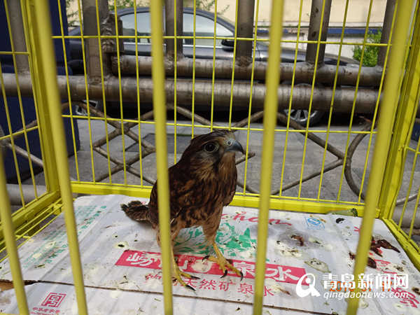 市民捡到受伤怪鸟 经鉴定为二级保护动物红隼