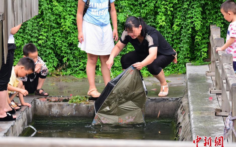 郑州荷花池观赏金鱼遭捕捞 雨伞变捕鱼神器