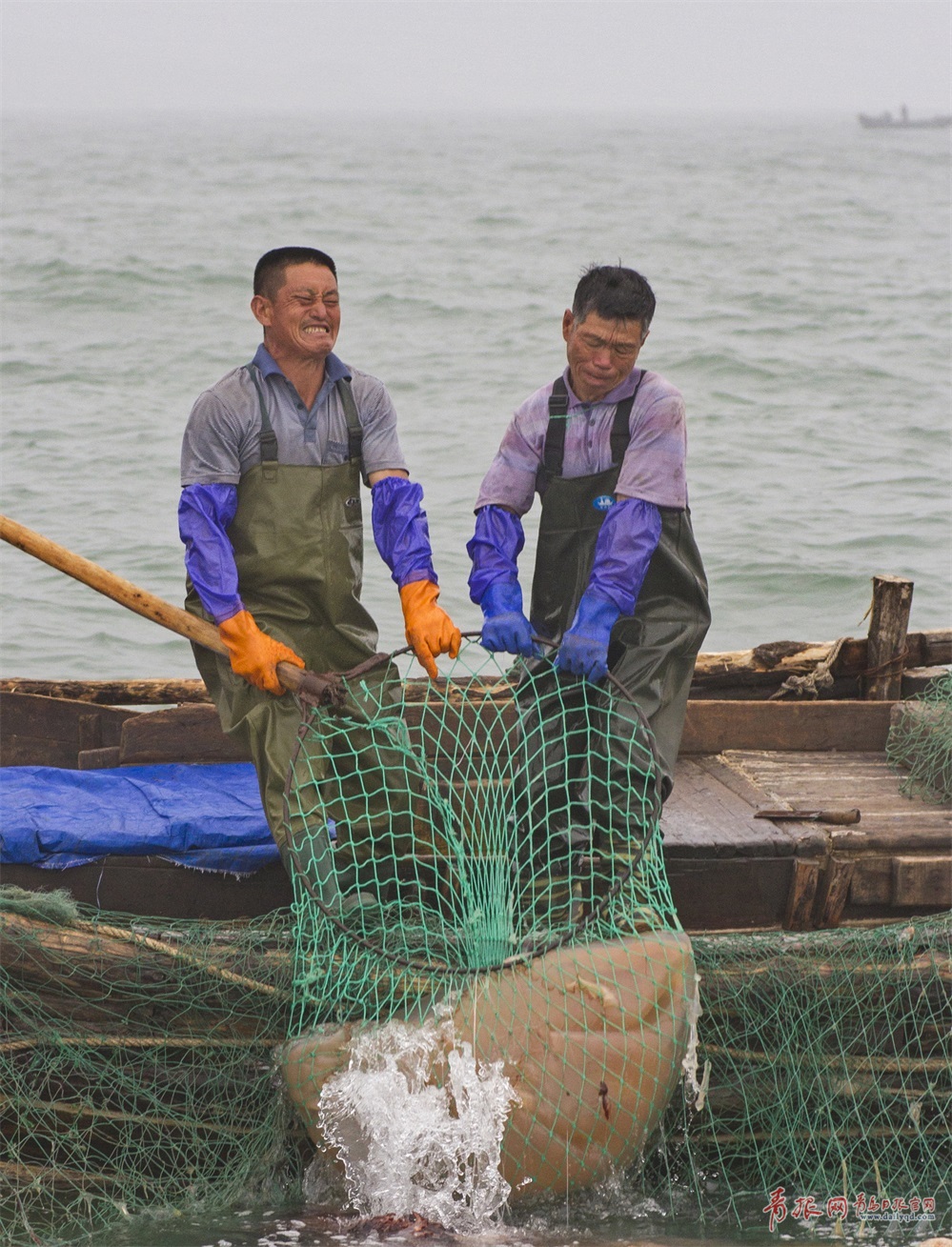 高清：实拍崂山海蜇大丰收 渔民一天捕万斤