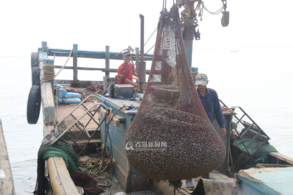 高清:探访红岛渔港码头 地道红岛蛤蜊从这上岸