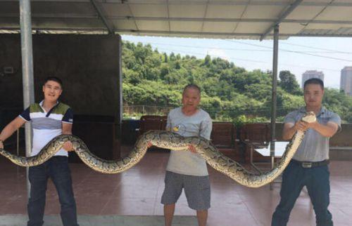 据泉州晚报报道 26日晚，安溪县祥华乡珍山村山上发现一条大蟒蛇。