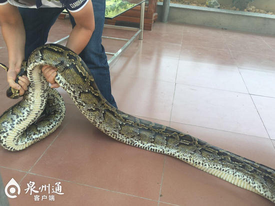 图为61斤重的蟒蛇。