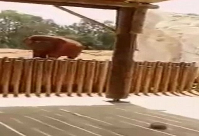 岁女孩在动物园被大象投掷的石块砸死