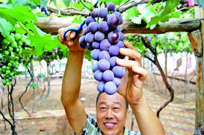 葡萄成熟季采摘游渐火爆 果农两月收入10万元
