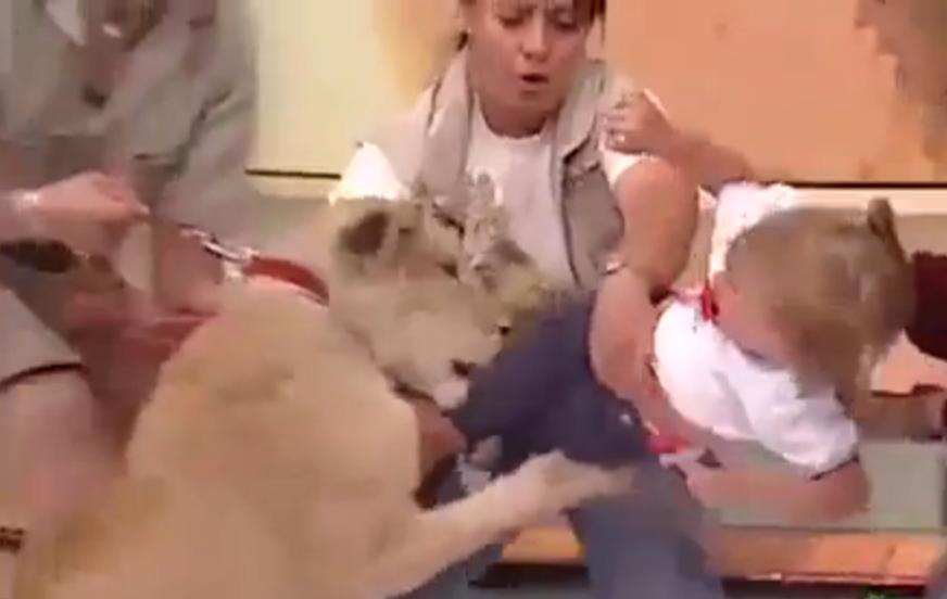 电视直播中，幼狮突然扑咬女童