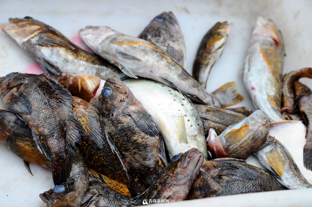 高清:开海在即 盘点近郊最适合扫货的渔码头