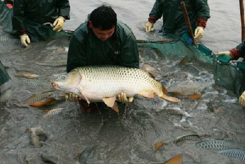 亚洲鲤鱼霸占美国水域 美科学家多种方法阻止入侵