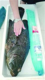 罕见!市民钓上25斤重石斑鱼 有人愿出2500元买